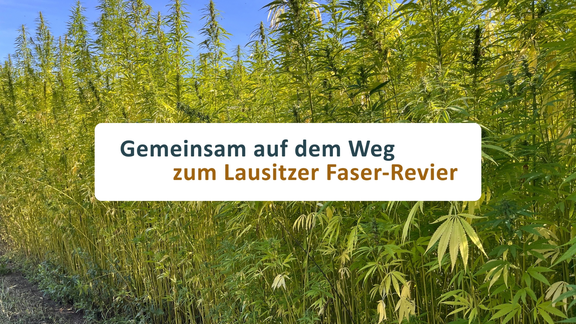 Projektvideo: Gemeinsam auf dem Weg zum Lausitzer Faser-Revier